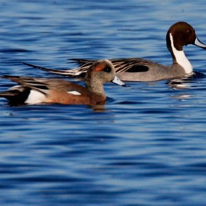 Northern Pintail Pair