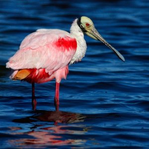 Striking Roseated Spoonbill