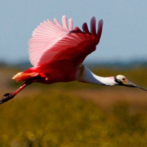 Traveling Spoonbill