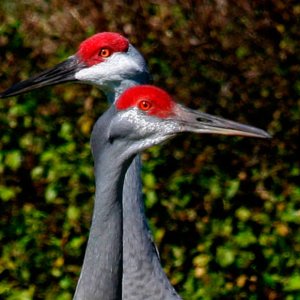 Juxtaposed Sandhill Cranes