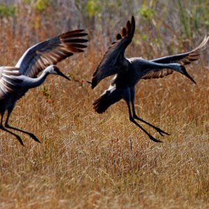 Sandhill Pair Landing