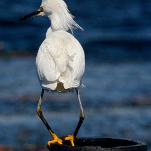 Snowy Egret Plie