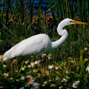 White Heron with Marsh Hen in Background