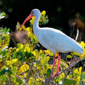 White Ibis Beauty