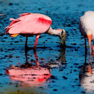 Roseated Spoonbill and White Ibis Partners