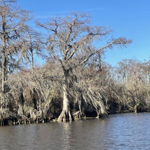 Media 'Tchefuncte River - Spanish Moss on Cypress' in album 'Tchefuncte River - Spanish Moss on Cypress'