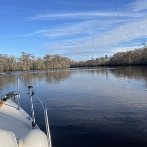 Media 'My backyard - Tchefuncte River - Fall 2023' in album 'Tchefuncte River - Spanish Moss on Cypress'