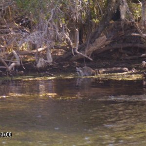 Little Racoon at Silver Glen Springs,Florida March 09