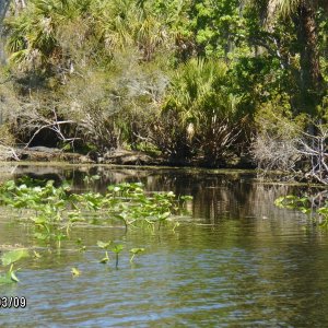 Gator laid out suning in his lagoon.This was just around the bend from Silver Glen Springs where everyone was swimming !
