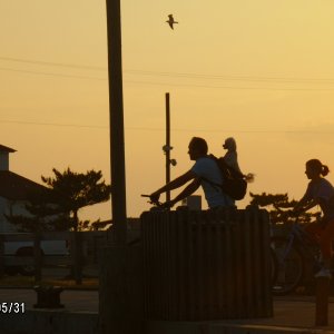 Poodle bike riding..Ocracoke NC