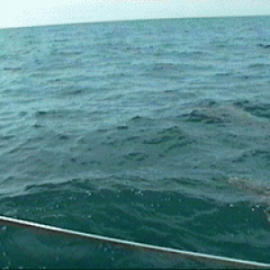 dolphin