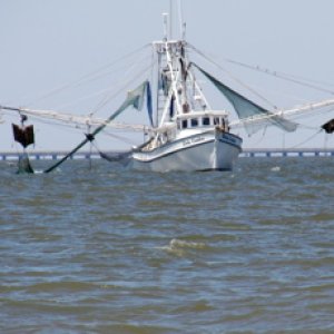 Shrimp Boat- Appalachee Bay
