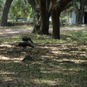 Wild turkey on Cumberland Island