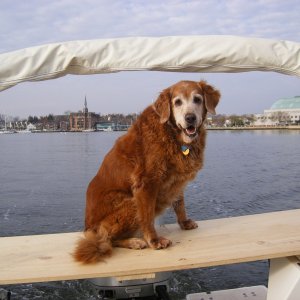 Media 'Stella enjoying boarding ladder/stern table/isle bed' in album 'Stella left on boat'