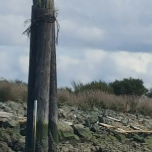 An eagle on the channel