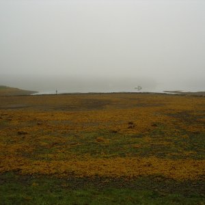 native fish weir