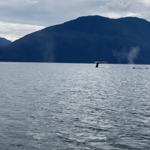 Whales Seymour Canal