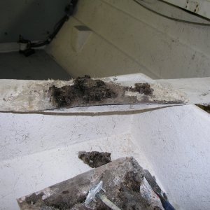 dry rot 4