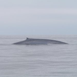 (Dora~Jean) A very rare sighting of a "blue whale" right off the coast near Pt. Vincente (Redondo Beach).