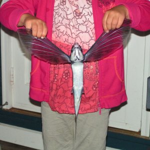 A real flying fish at Avalon!