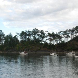 Nama Bickie, Daydream, C-Dancer, Knotty C and Halcyon in Fossil Bay, Sucia Island