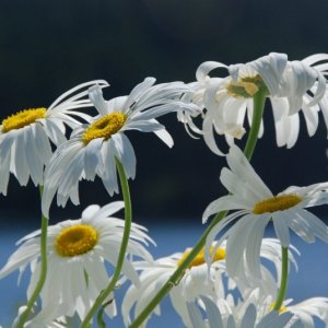 Flowers and Bee