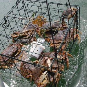 Crabbing in Westcott Bay, San Juan Island