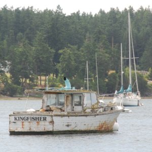 Kingfisher, Fishermens Bay, Lopez Island