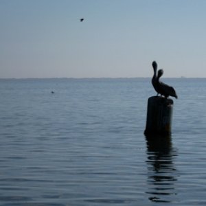 Pelicans sharing a marker
