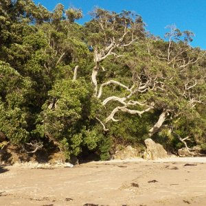 Interesting trees on the shore.