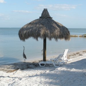 Tampa Bay Bch.