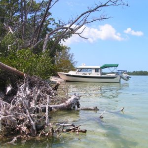 Media 'Picnic Island, florida' in album '(Stanley-J) After a 19 hour trip home from St. Louis. I had to cut a tree  down to get the boat in the driveway...great planning"'