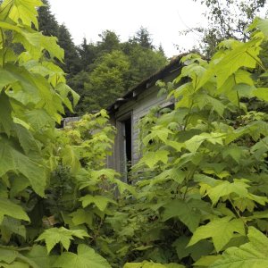 The few remaining buildings are mostly covered by vegetation.  The paths are visible, but probably because they are used by bears.