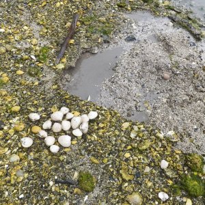 Digging clams for lunch using the  aboriginal implement shown at the top of the photo.