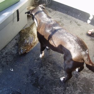 (Waterball) First Halibut of 05, the dogs happy too!