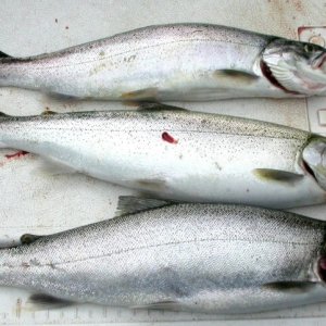 Lake Washington Cutthroats 5-31-04