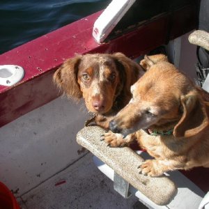 Chipper and Hoagy