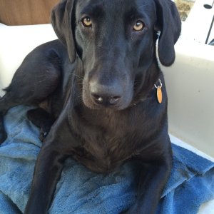 What do you mean I can\'t play in the \"gator\" water