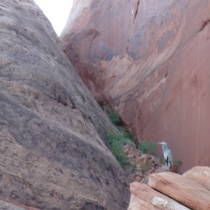 Media 'There were three of these & a white egret that kept us all entertained at Oak Canyon.' in album 'Waterfall, Oak Canyon after rain'