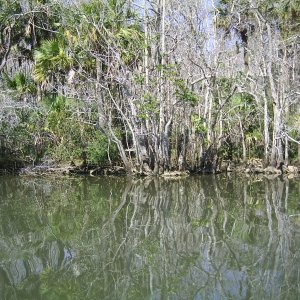 Creek side scenery