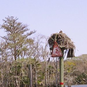 Osprey nesting
