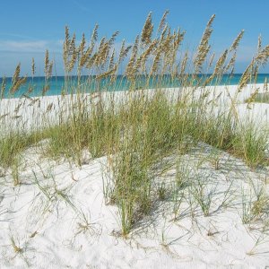 Destin, Fl (Dunes & Gulf)