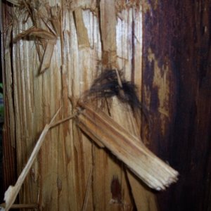 Close-up of telephone pole
