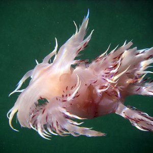 Giant Nudibranch (Dendronotus iris) This is an underwater shot taken from the boat. This guy was at least 10 inches long. Beautiful creature.