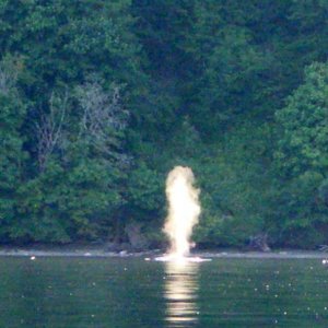 Humpback