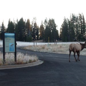 Elk by the boat launch ramp