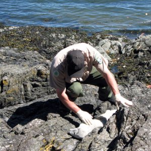 A ranger rescuing a baby seal