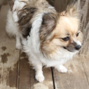 Daisy Mae..of Papillon fame