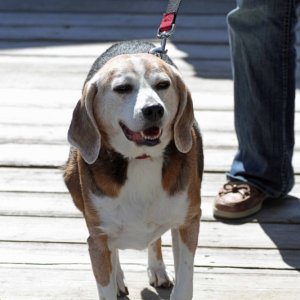 IMG 0124 Rufus, C-Tide