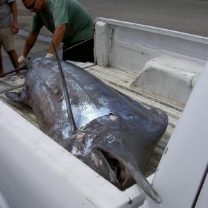 Blue Marlin - the captain wouldn't hang it for a picture.  This is the best I could do before it headed to the fish market.